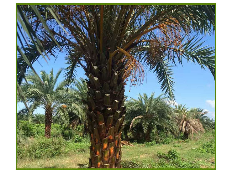 中东海枣出售福建绿化中东海藻园林中东海枣种植银海藻基地直销