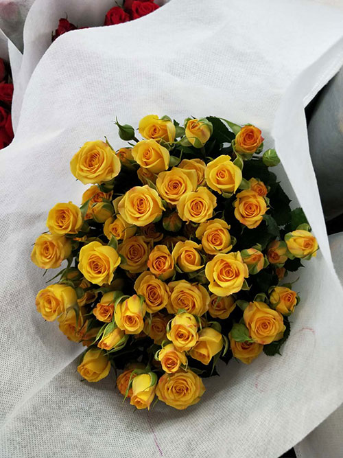 迪庆卡罗拉玫瑰种苗|红瑞花卉|迪庆卡罗拉玫瑰种苗哪家便宜