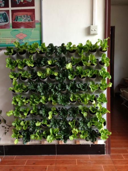 供应植物墙体模块花卉蔬菜绿化墙