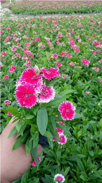 贵州花卉批发，优质四季花卉盆栽价格，用于花坛切花品种有哪些？