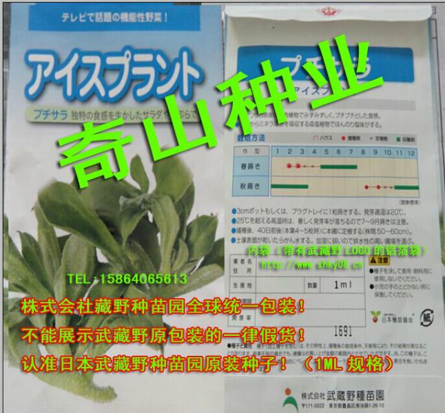 供应冰菜种子日本武藏野公司原装 小叶型冰菜 非冰草