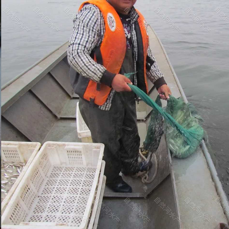 新疆池沼公鱼养殖