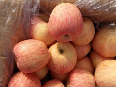 <-><->山东苹果山东红富士苹果批发批发价格冷库红富士价格多少