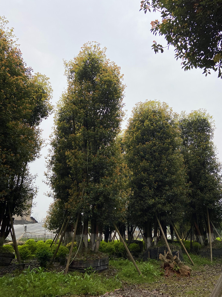 重庆多杆香樟市政公园点景树