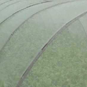 供应果蔬防虫网叶菜防虫网绿色生态蔬菜种植网