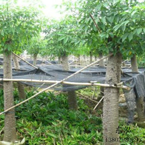 广州大量供应木棉
