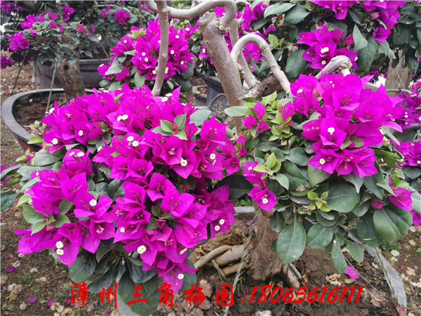 紫色花三角梅 三角梅产地 四川三角梅 吊灯型三角梅盆景