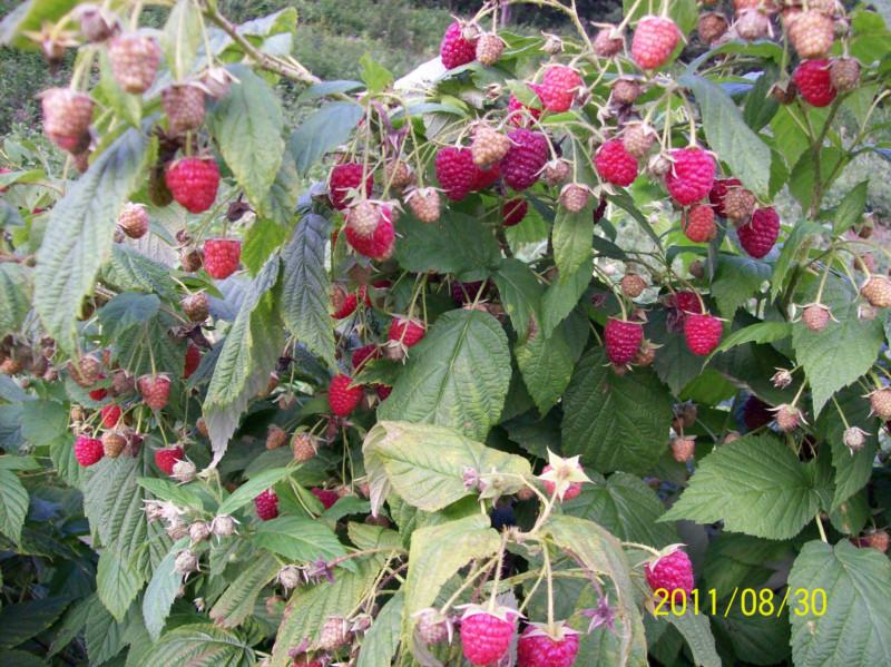 供应灯笼果树莓培育基地两次树莓苗