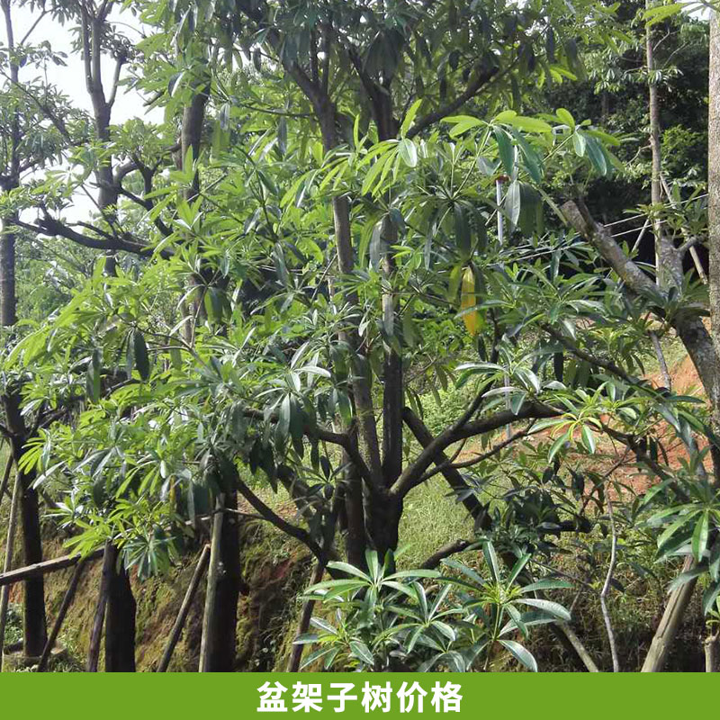 广东揭阳产地直销各种规格盆架子树盆架子袋苗绿化苗木  盆架子树价格