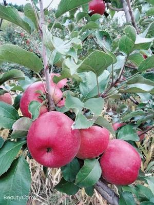 【尝鲜·2023年开园采摘】苹果水果新鲜20斤蒙富苹果现摘现发