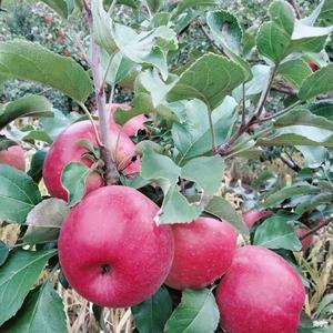 【尝鲜·2023年开园采摘】苹果水果新鲜20斤蒙富苹果现摘现发