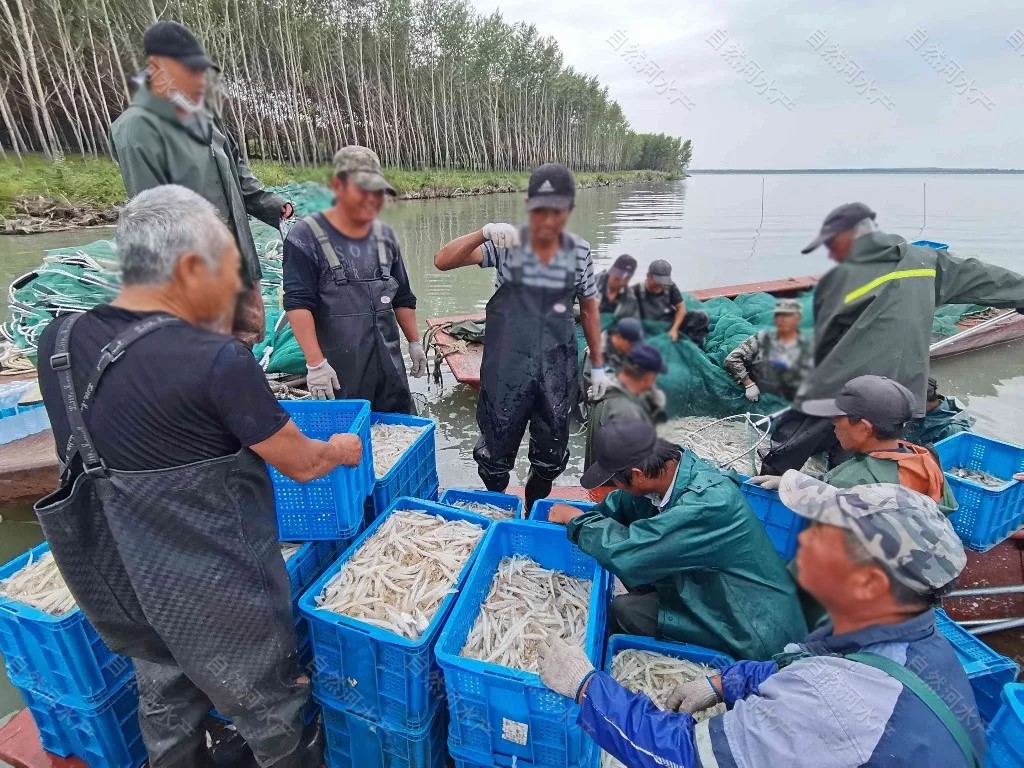 黑龙江渔场批发银鱼卵价格，连环湖银鱼卵价格，东北银鱼养殖合作社